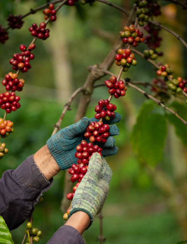 close up of person's hands gently picking coffee bean berries