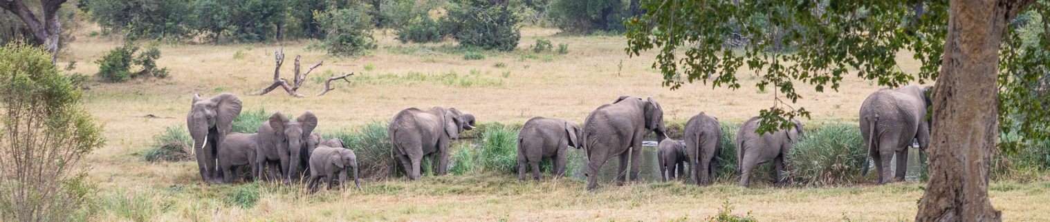 a distant view of elephants in their habitat on an an african safari