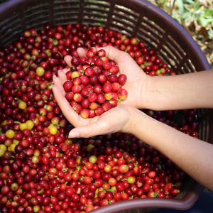 farmed coffee beans and someone cupping them in their hand novelty experience