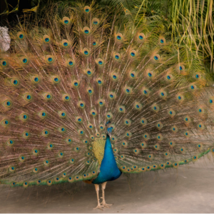 peacock